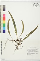 藏品(擬芨瓦葦)的圖片