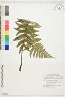 藏品(頂囊鱗毛蕨)的圖片