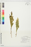 藏品(玉柏)的圖片