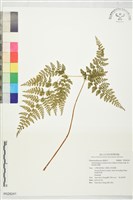 藏品(碗蕨)的圖片