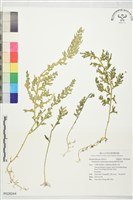 藏品(擬密葉卷柏)的圖片