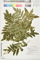 藏品(紫萁)的圖片