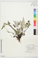 藏品(臺灣粉背蕨)的圖片