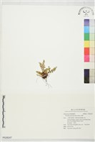 藏品(岩蕨)的圖片