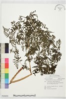 藏品(假冷蕨)的圖片