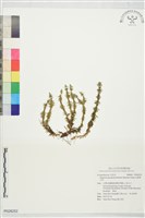 藏品(反捲葉石杉)的圖片