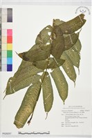 藏品(腸蕨)的圖片