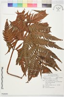 藏品(東方狗脊蕨)的圖片