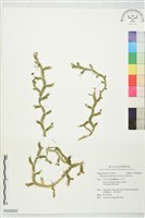 藏品(生根卷柏)的圖片