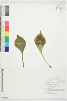 藏品(栗柄車前蕨、阿里山車前蕨)的圖片