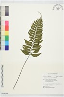 藏品(剪葉鐵角蕨)的圖片