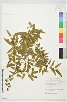 藏品(曲軸海金沙)的圖片