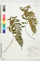 藏品(薄葉孔雀鐵角蕨、邊孢鐵角蕨)的圖片