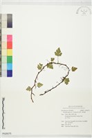 藏品(陰石蕨、陰地蕨)的圖片