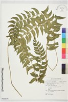 藏品(長鐮羽耳蕨)的圖片