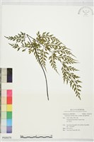 藏品(威氏鐵角蕨)的圖片