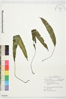 藏品(單葉雙蓋蕨)的圖片