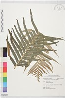 藏品(蘇鐵蕨)的圖片