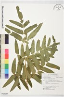 藏品(紫萁)的圖片