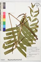 藏品(粗齒革葉紫萁)的圖片