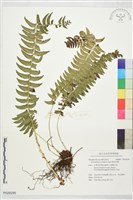 藏品(臺東耳蕨)的圖片