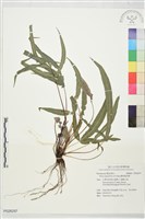 藏品(皺葉鳳尾蕨)的圖片