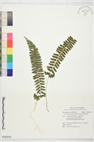 藏品(韓氏耳蕨)的圖片