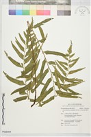 藏品(披針貫眾蕨)的圖片