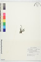 藏品(薄葉鐵角蕨)的圖片