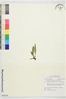 藏品(亨利氏車前蕨)的圖片