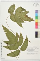 藏品(聖蕨)的圖片