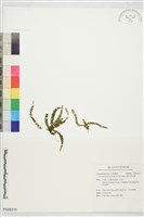 藏品(疏毛荷包蕨)的圖片