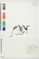 藏品(波紋蕗蕨)的圖片