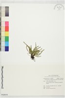 藏品(姬荷包蕨)的圖片