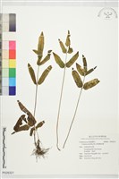 藏品(箭葉鱗始蕨)的圖片