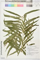 藏品(華南紫萁)的圖片