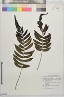 藏品(南仁實蕨、南仁刺蕨)的圖片