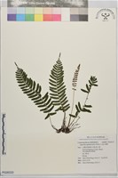 藏品(刺蕨)的圖片