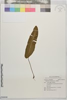 藏品(對開蕨)的圖片