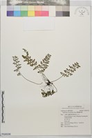 藏品(薄葉鐵角蕨)的圖片