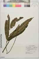 藏品(伊藤氏原始觀音座蓮)的圖片