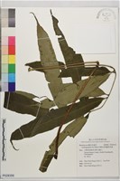 藏品(伊藤氏原始觀音座蓮)的圖片