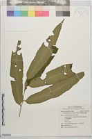藏品(伊藤氏原始觀音座蓮)的圖片