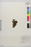 藏品(斐濟假脈蕨)的圖片