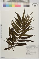 藏品(華東瘤足蕨)的圖片