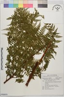 藏品(司氏碗蕨)的圖片