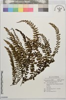 藏品(瓶蕨)的圖片