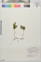 藏品(密葉卷柏)的圖片