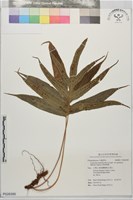 藏品(掌葉茀蕨)的圖片