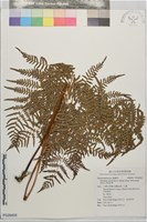 藏品(蕨)的圖片